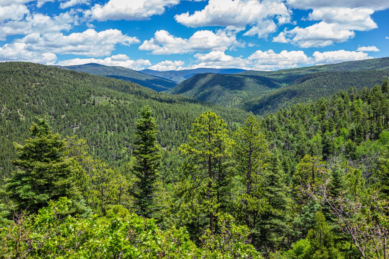 Carson National Forest, New Mexico — where Melissa Casias' remains were discovered in May 2026
