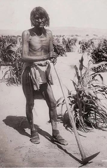 Hopi dry-farming corn agriculture in northeastern Arizona, c. 1902