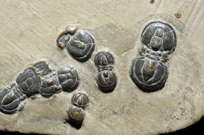 The Silurian Hypothesis: Could an Advanced Civilisation Have Existed Before Us?