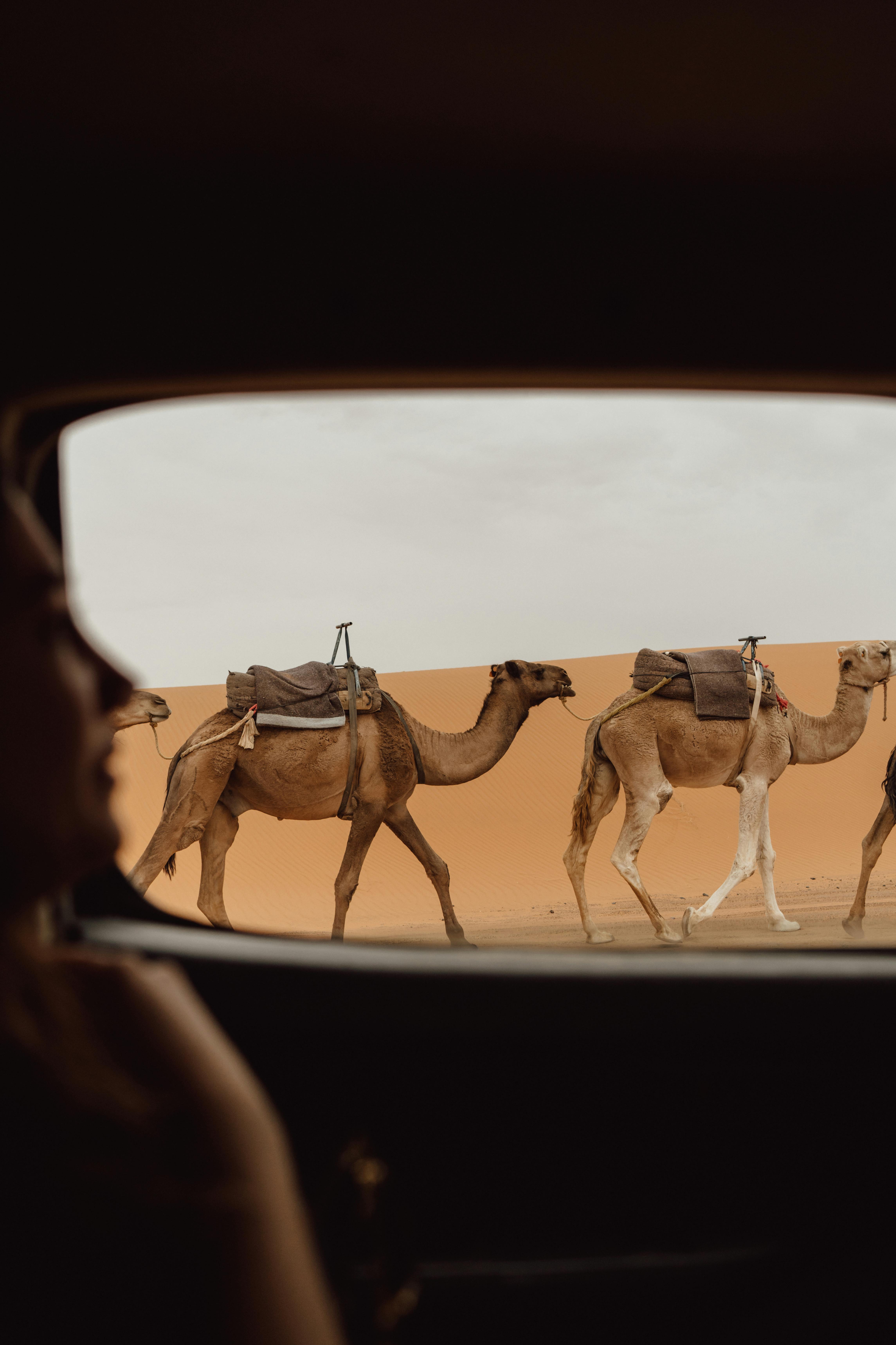 Erg Chebbi dunes Merzouga Morocco camel trek